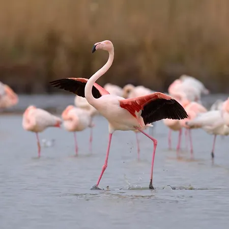 La Santa Maria-7 By Interhome * Le Grau-du-Roi